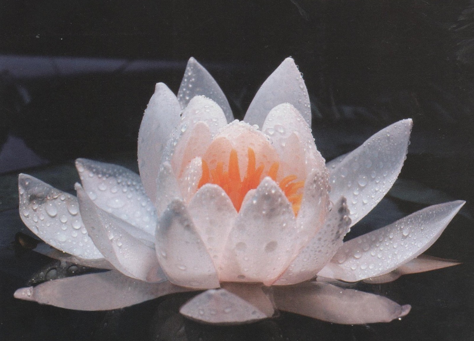 Lotus